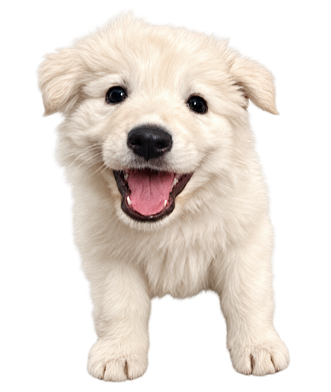 Briscoe, a smiling white puppy